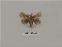 藏品(素刺蛾)的圖片